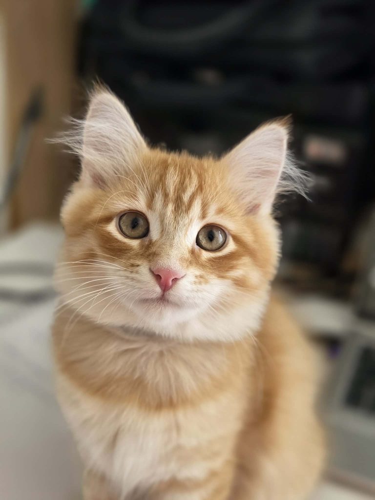 Bosco