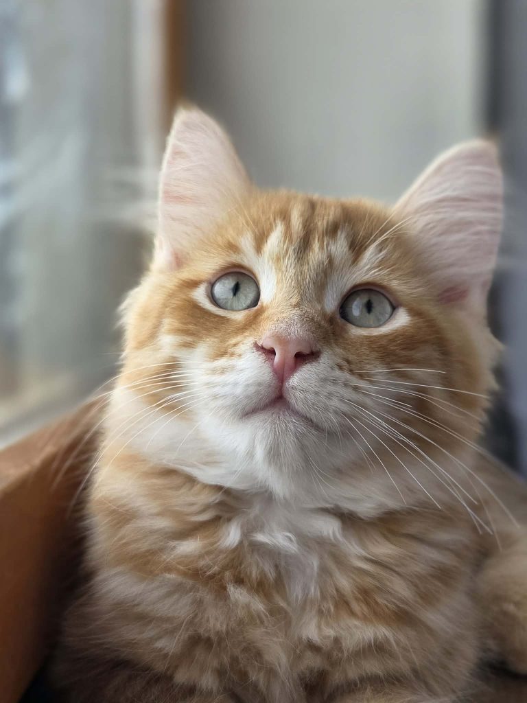 Bowie